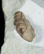 Lochovella (Reedops) Trilobite - Black Cat Mountain #1890-2